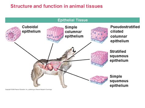 Chapter 40 Basic Principles of Animal Form and