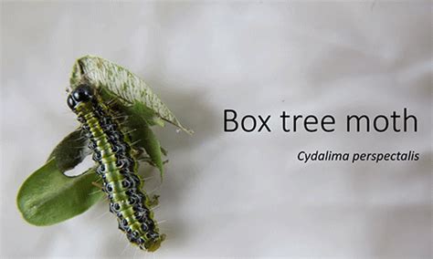 Image result for University Extension Box Tree Moth