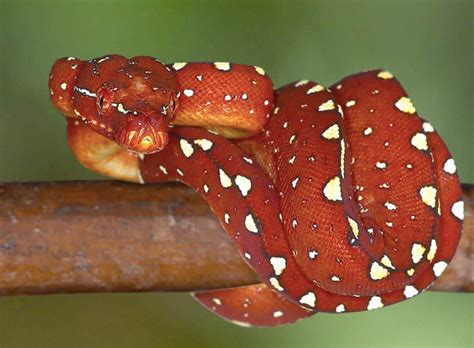 Image result for Red Biak Green Tree Python