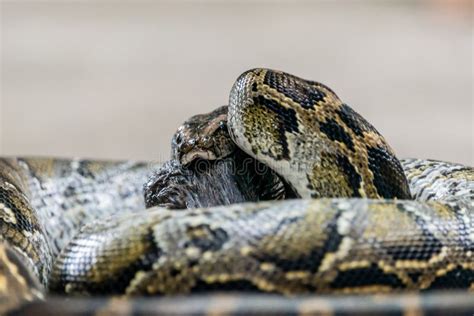 Image result for Python Snake Eating