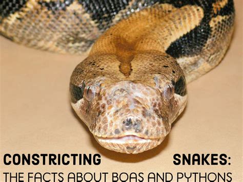 Python Boa Anaconda に対する画像結果