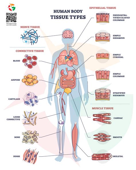Image result for Human Tissue Types
