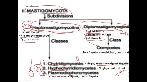 Flow Chart of Alexopoulos and Mims Classification に対する画像結果