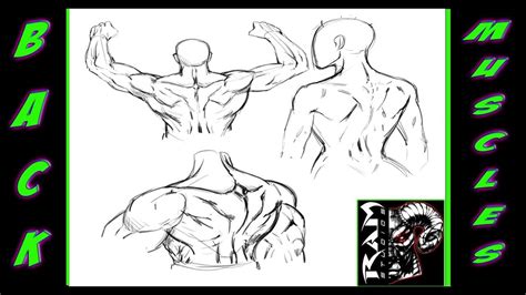 Résultat d’images pour Back Muscles Drawing Arms