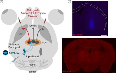 Image result for Rostral Dex