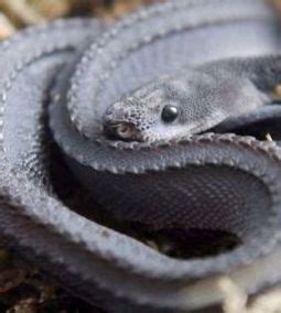 Image result for Snake Pattern Cartoon