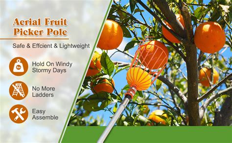 Afbeeldingsresultaten voor Orange Tree Picker