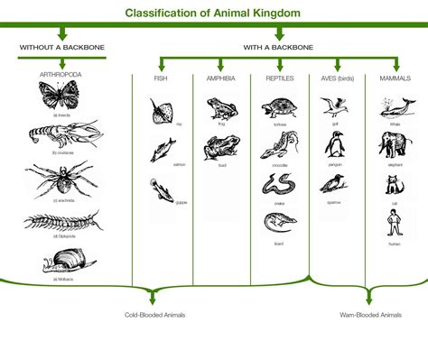 Image result for Animal Kingdom Science Classification