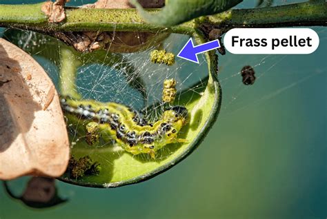 Image result for University Extension Box Tree Moth