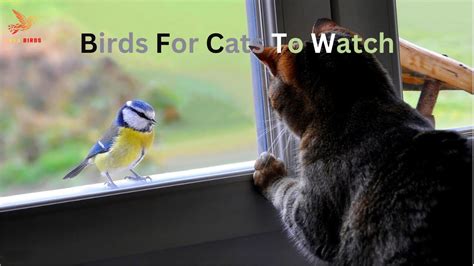 Image result for Bird Watching Videos for Cats