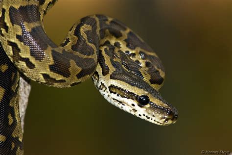 Burmese Python Facts-এর ছবি ফলাফল