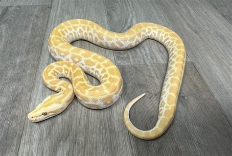 Image result for Pearl Burmese Python