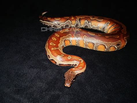 Image result for Red Blood Ball Python