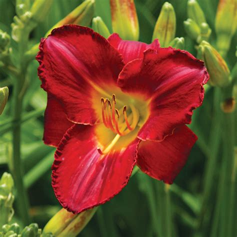 Toradh íomhá ar Spring Planting Plan Layered