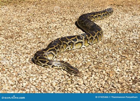 Image result for Largest Reticulated Python