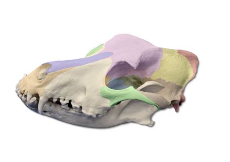 Image result for Rostral Dex