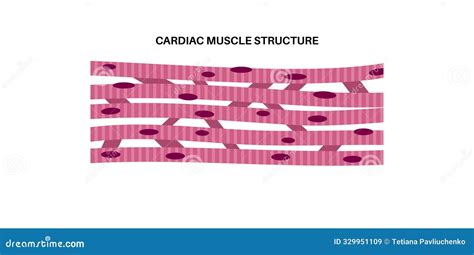Heart Muscle Tissue に対する画像結果