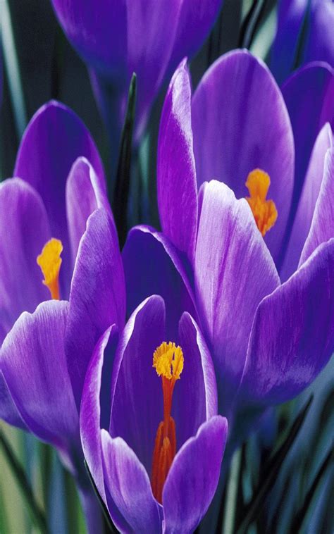 Java Phone Wallpaper に対する画像結果