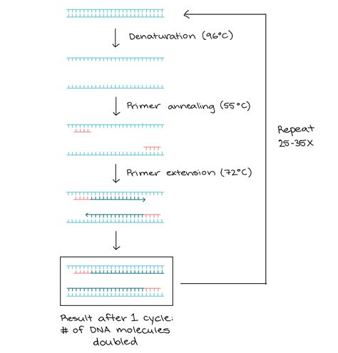 How Do PCR Tests Work に対する画像結果