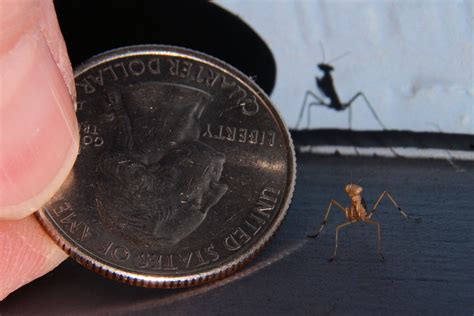 Mini Mantis 2 に対する画像結果