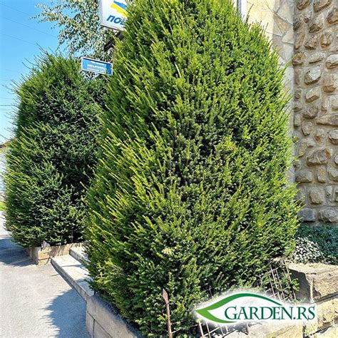 Image result for Drvo Java