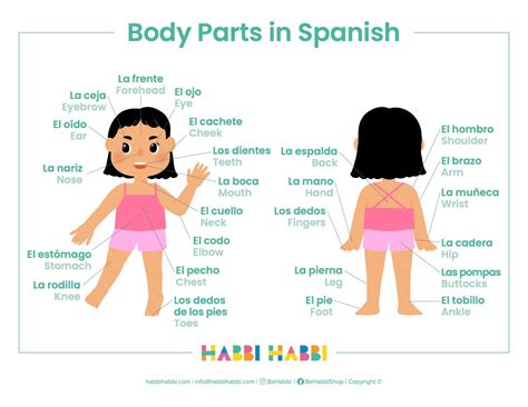 Image result for Spanish Body Parts List