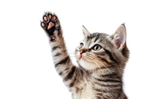 Image result for Scratch Cat Icon Transparent