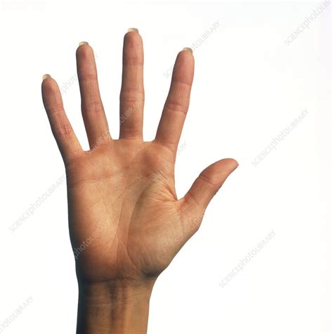 Image result for Hand Scanner