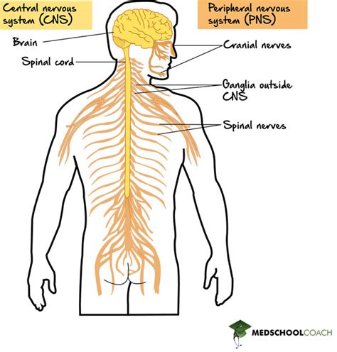 Image result for Peripheral Nervous System Structure
