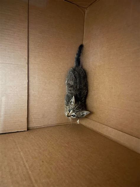 Someone Finding Resolution in Work-साठीचा प्रतिमा निकाल