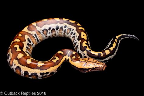 Image result for Red Blood Ball Python