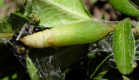 Image result for University Extension Box Tree Moth