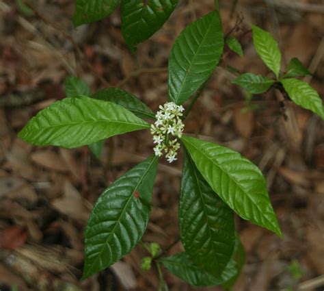 Image result for Native Coffee Tree