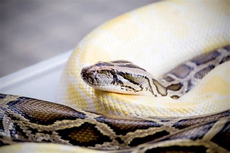 Boa vs Reticulated Python に対する画像結果