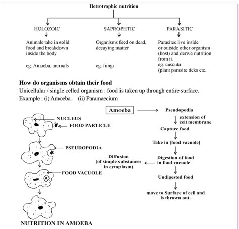Image result for Homotrophic Examples