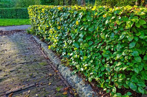 Hedge Planting Spacing Guide に対する画像結果