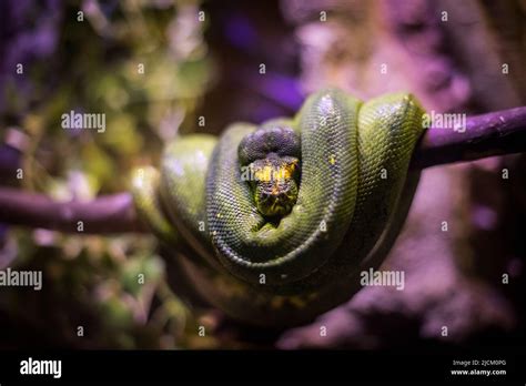 Image result for Purple Green Tree Python