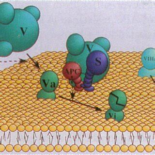 Background On REAC に対する画像結果