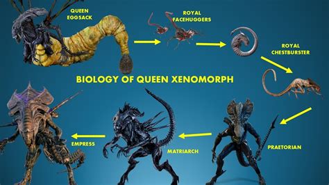 Image result for Alien Resurrection Pregnant Xenomorph Queen