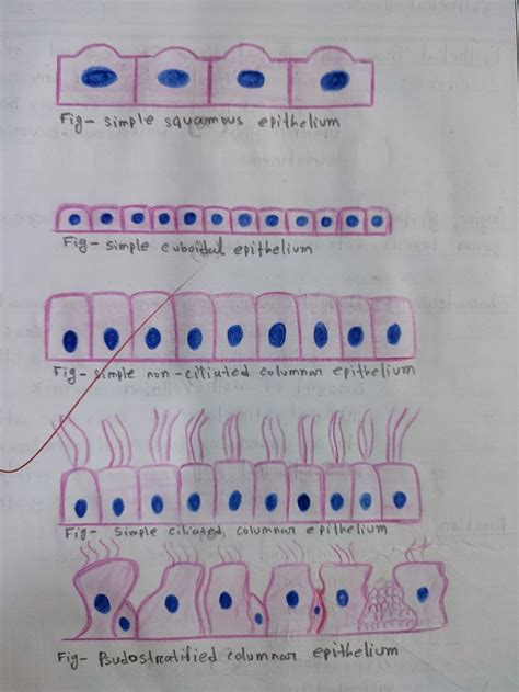 Epithelial Tissue Types に対する画像結果