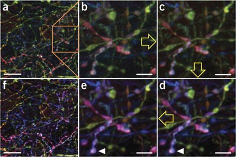Image result for Brainbow Method Inversion
