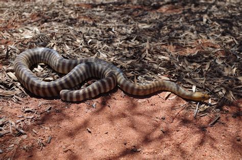 Image result for Woma Python Desert