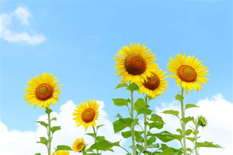 Dialog Box GIF に対する画像結果