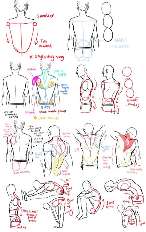 Image result for Back Torso Drawing