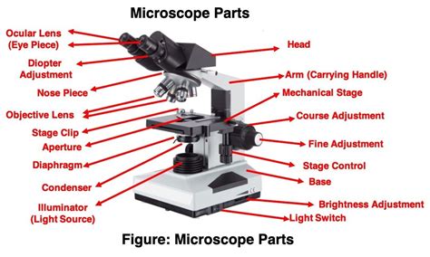 Microscope, Microscope Parts, Labeled Diagram, and Functions