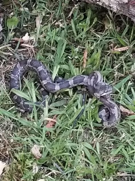 Snake with Triangle Pattern に対する画像結果