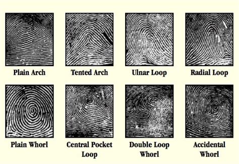 Image result for Accidental Loop Fingerprint Pattern