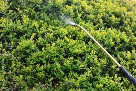 Box Tree Moth Insecticide に対する画像結果