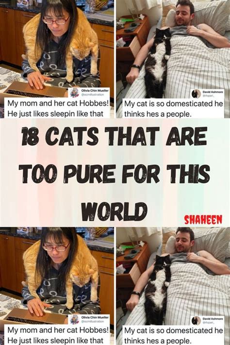 Image result for Guilty Huskies