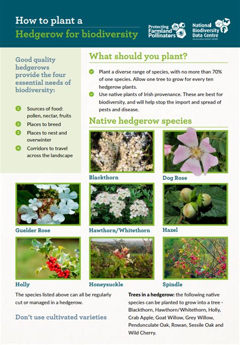 Hedgerow Planting Guide に対する画像結果